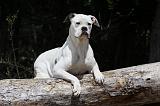 BOULEDOGUE AMERICAIN 115